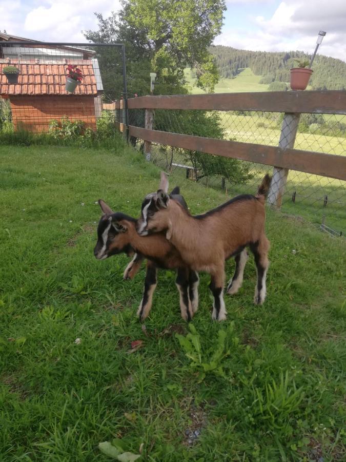 Ferienwohnung Duernberger Liebenfels المظهر الخارجي الصورة